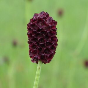 Wyciąg z krwiściągu lekarskiego na gronkowca