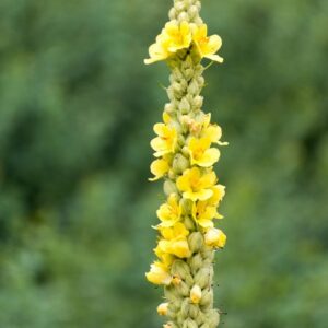 Wyciąg z dziewanny 20ml