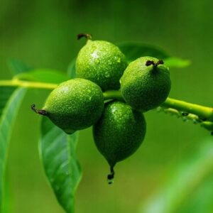 Wyciąg z zielonych orzechów włoskich 20ml