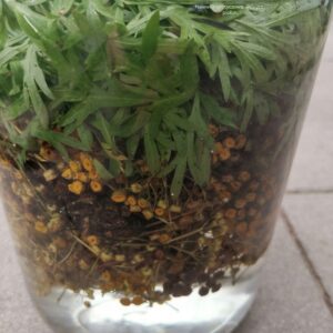 Wyciąg z wrotyczu 20ml