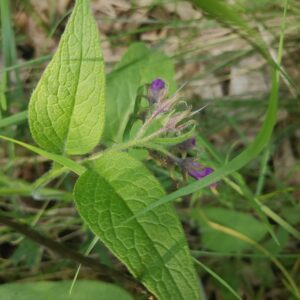 Wyciąg z korzenia żywokostu 20ml