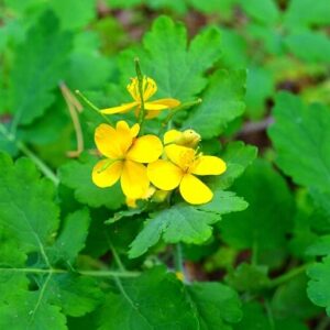 Wyciąg z glistnika jaskółcze ziele 20ml