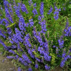 Wyciąg z tarczycy bajkalskiej 50ml